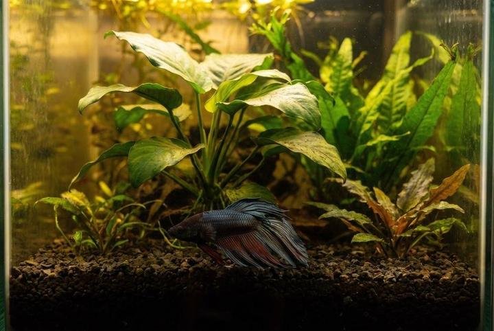 A betta resting listlessly near the bottom of the tank