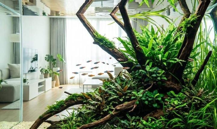 A lush low-maintenance planted aquarium with java fern and anubias