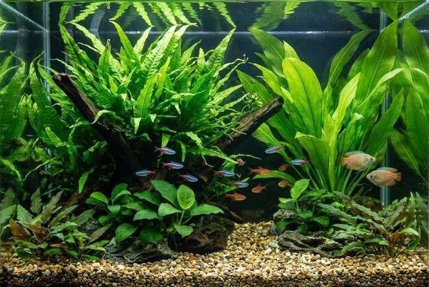 A lush low-tech planted aquarium full of hardy green plants