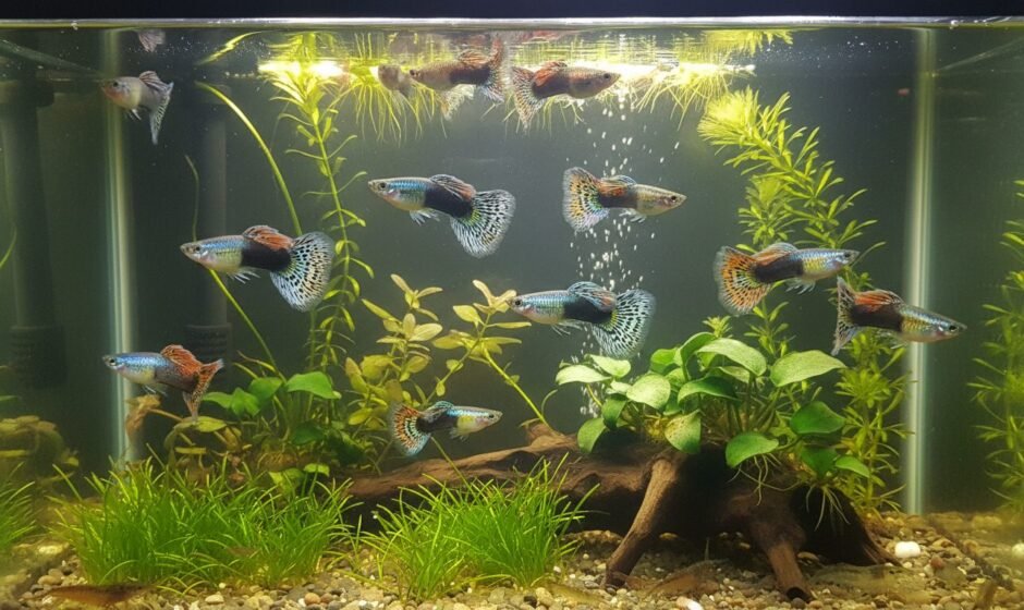 Colorful male guppies with fan tails in a planted 10-gallon aquarium