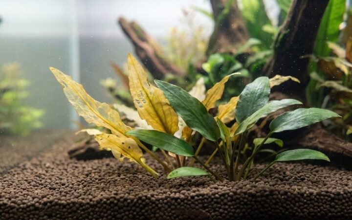 Cryptocoryne with yellowing melting leaves next to healthy green growth