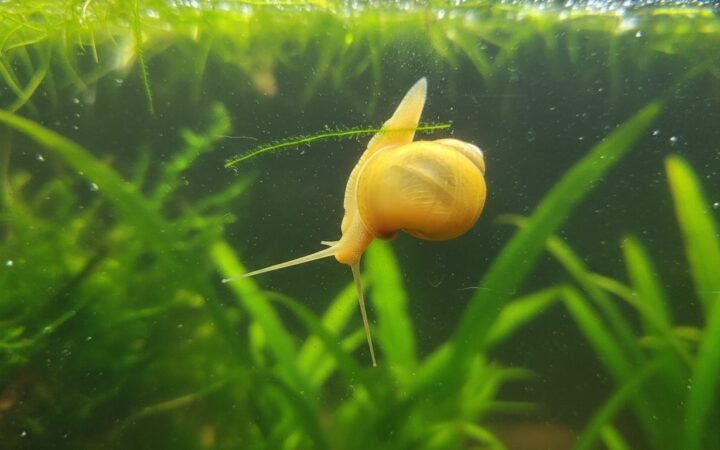 Golden mystery snail with extended antennae climbing the aquarium glass