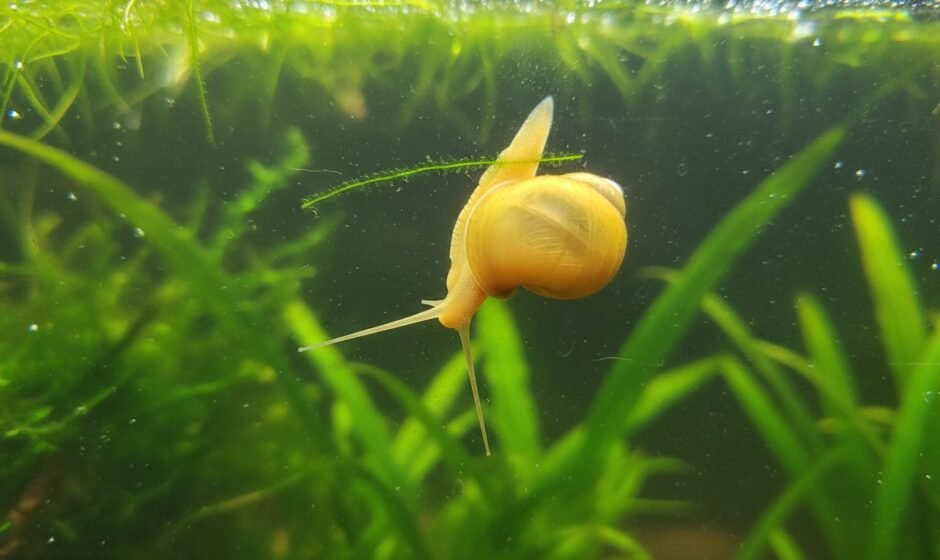 Golden mystery snail with extended antennae climbing the aquarium glass