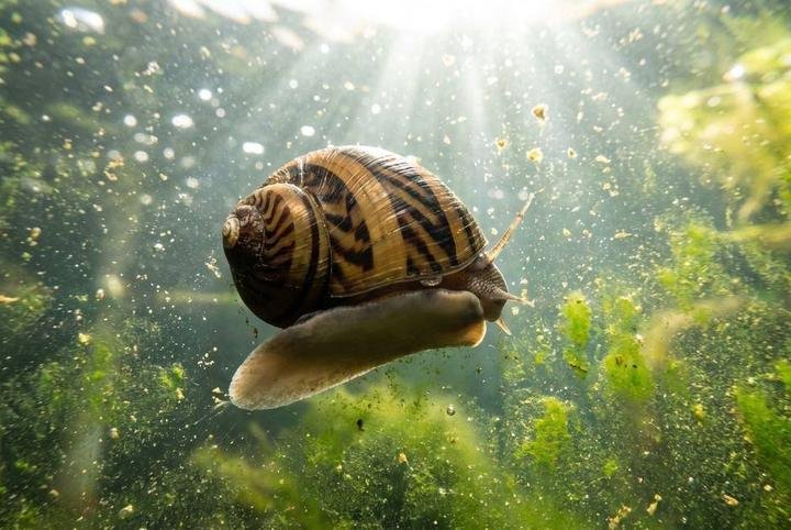 A nerite snail grazing algae off aquarium glass
