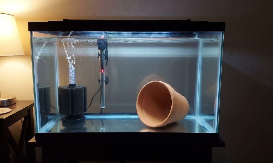 Bare-bottom quarantine tank with sponge filter, heater and terracotta pot cave