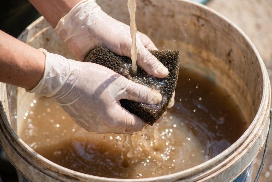 Rinsing a filter sponge in a bucket of tank water