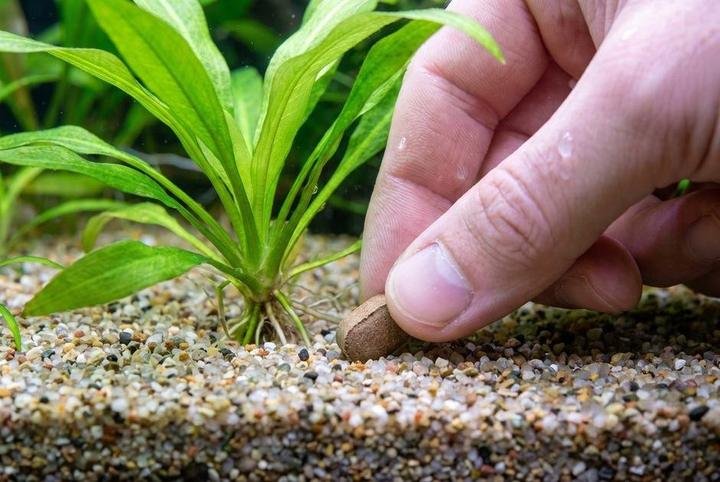 Pressing a root fertilizer tab into gravel beside an aquarium plant