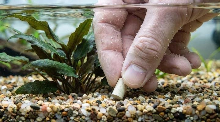 Pushing a fertilizer root tab into the gravel beside a cryptocoryne