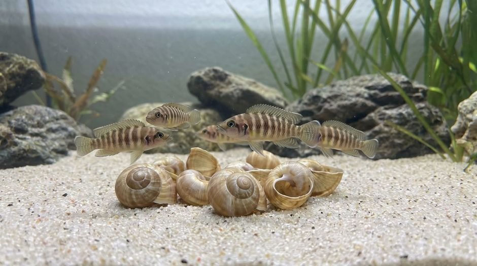 Tiny shell dweller cichlids hovering over snail shells on a sandy bottom