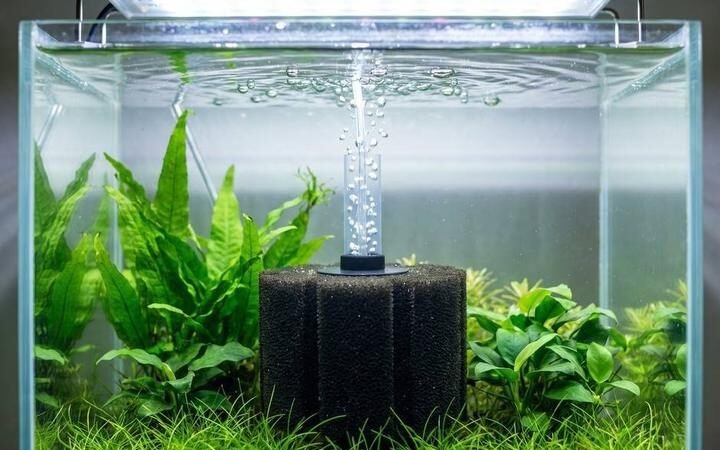 A sponge filter bubbling inside a planted aquarium