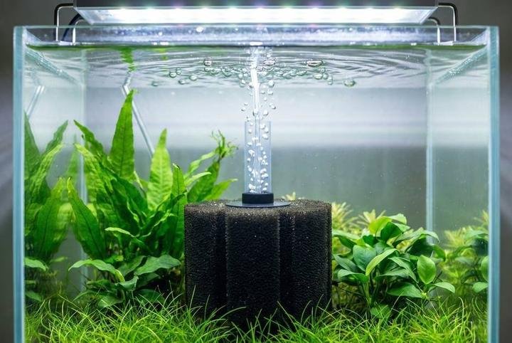 A sponge filter bubbling inside a planted aquarium