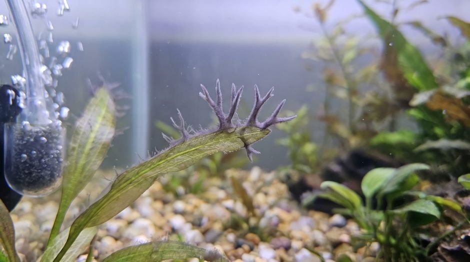 Grey-purple staghorn algae branching like antlers from a plant leaf tip
