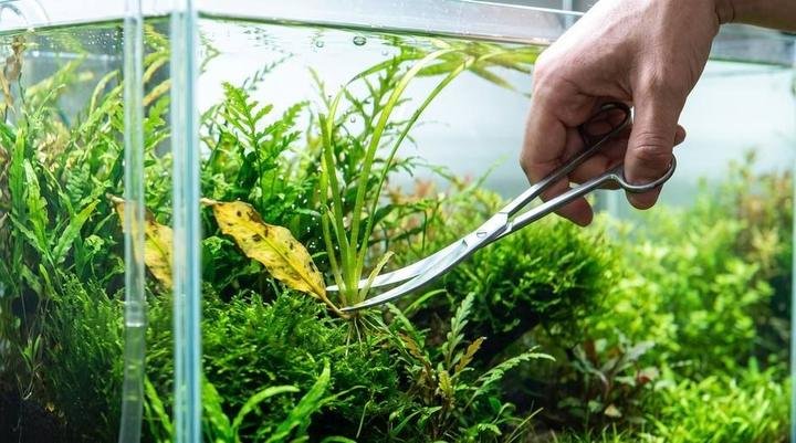 Trimming a damaged leaf at its base with aquascaping scissors