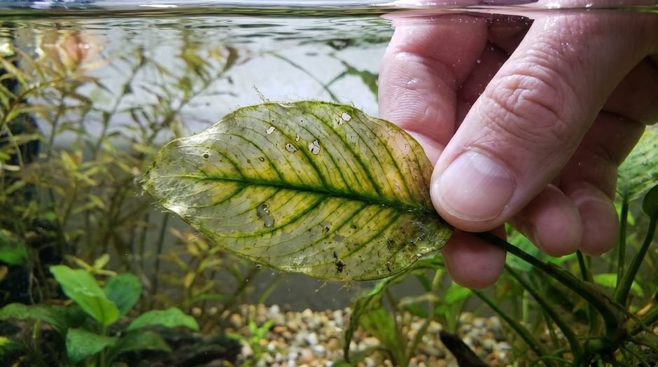 Old aquarium plant leaf with yellowing between green veins and small pinholes